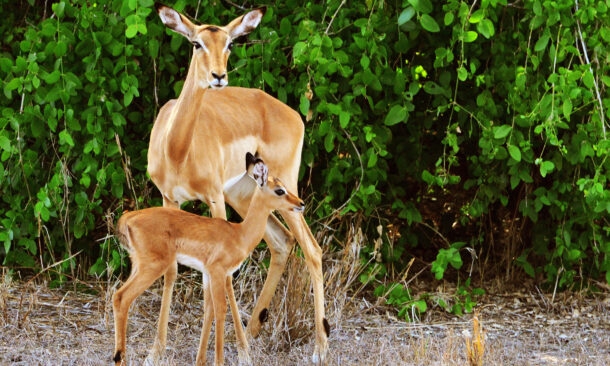 A Luxury Safari Through Wild Mozambique