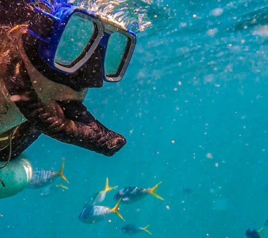 Underwater view of a snorkeler swimming through clear blue water filled with small reef fish.