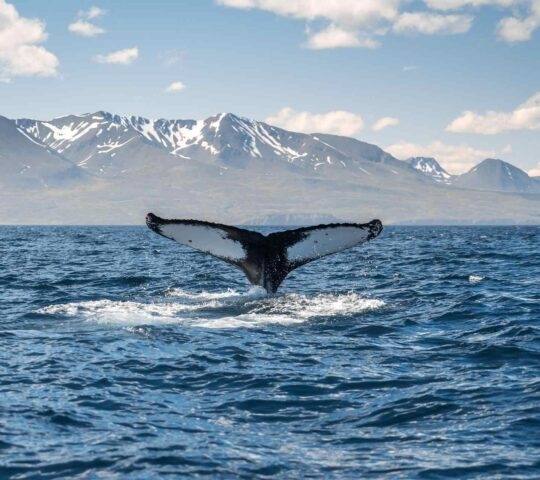 A whale's tail coming out of the water on a whale watching tour in Iceland
