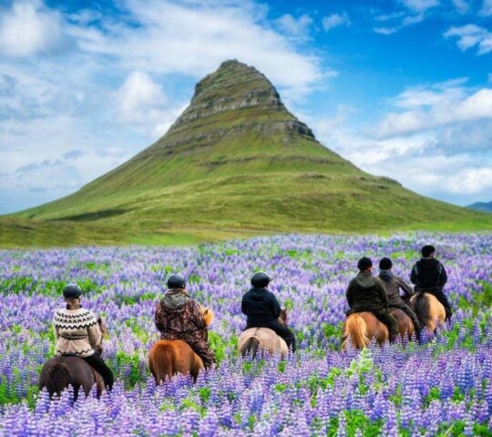 A group of people riding horses through fields of purple flowers in Iceland