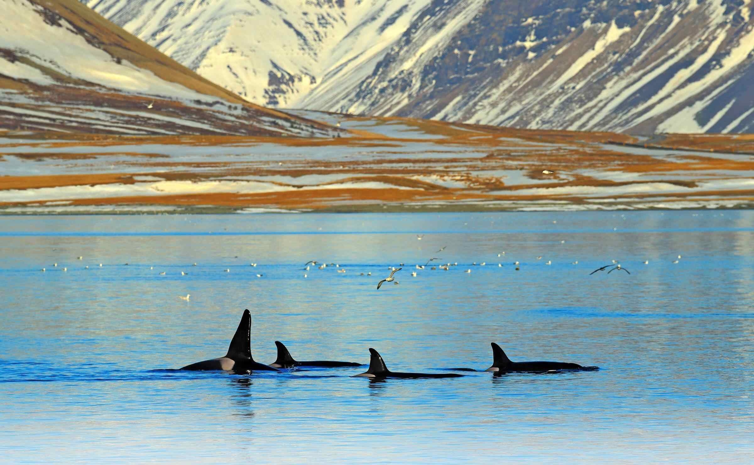 Group of killer whales swimming in the sea off the coast of Iceland