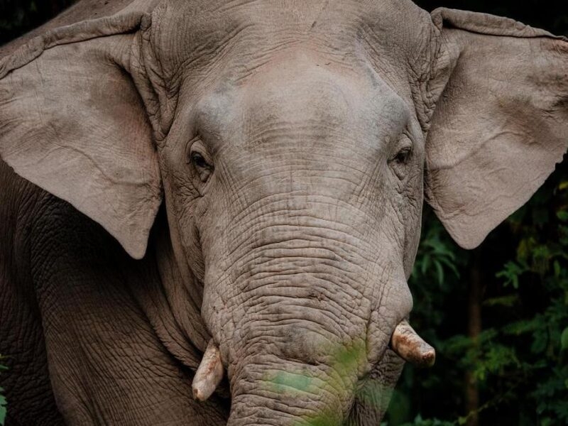 A wild Asian elephant looks into the camera.