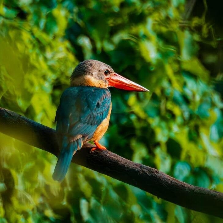 A stork-billed kingfisher sitting on a perch in Khao Yai National park.