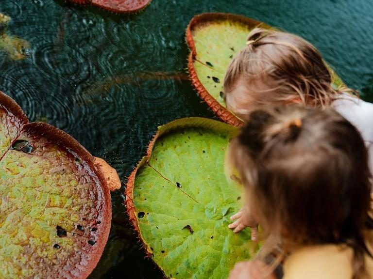 Two children enjoy exploring Thailand's natural landscape looking at giant lily pads on a pond.