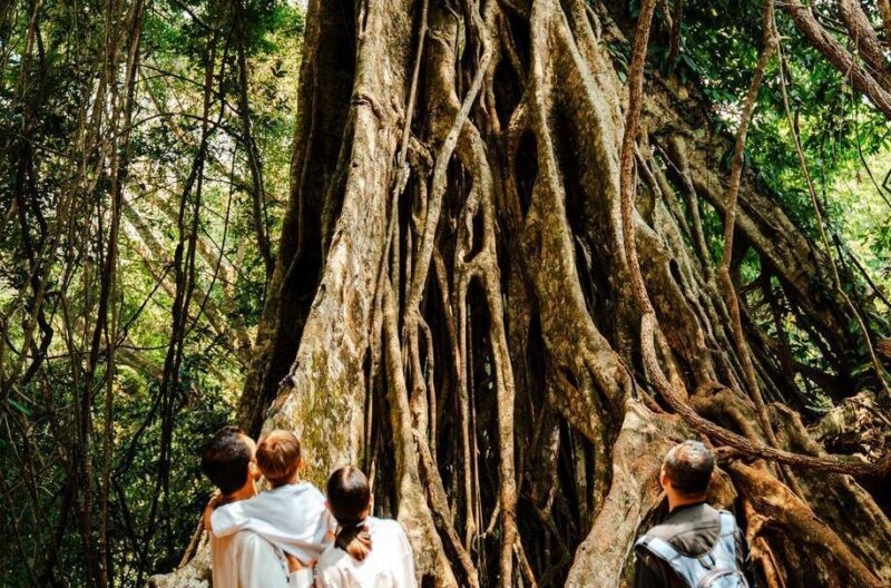A family and their guide stop to look at an ancient Banyan tree in Khao Yai National Park.