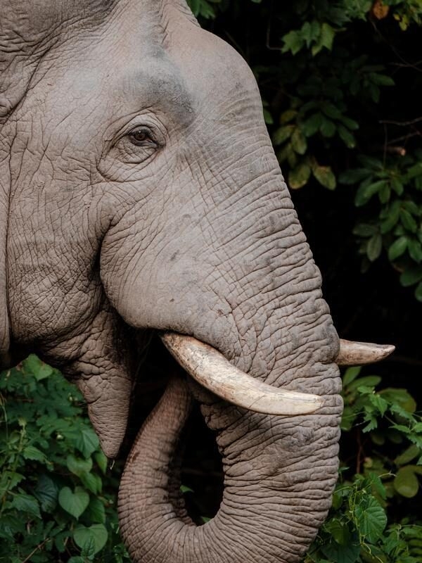 A wild asian elephant in Khao Yai national park feeding on shrubbery.