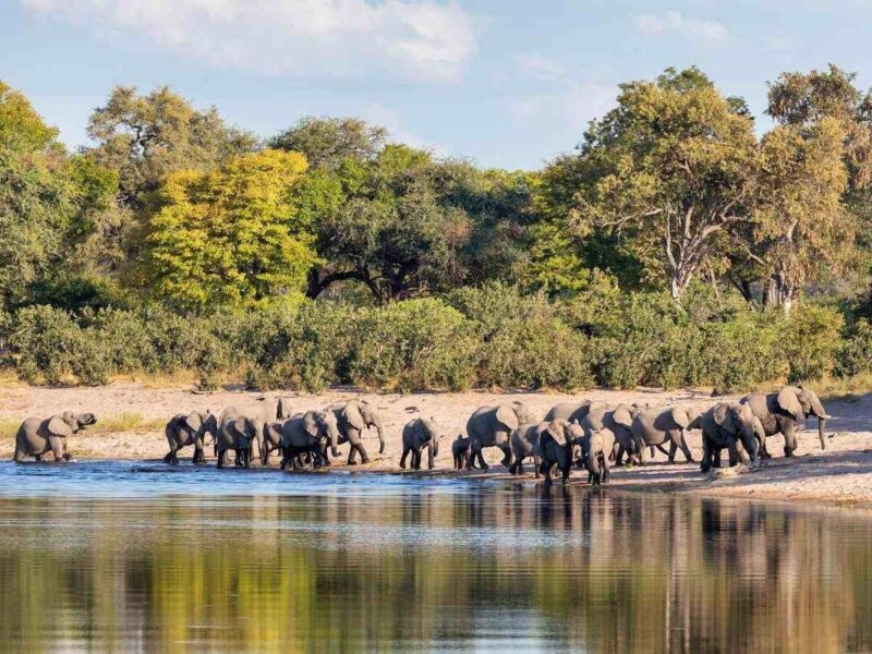 A herd of elephants walking past a watering hole in Namibia's Zambezi Region