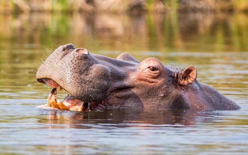 A hippo surfacing above the water