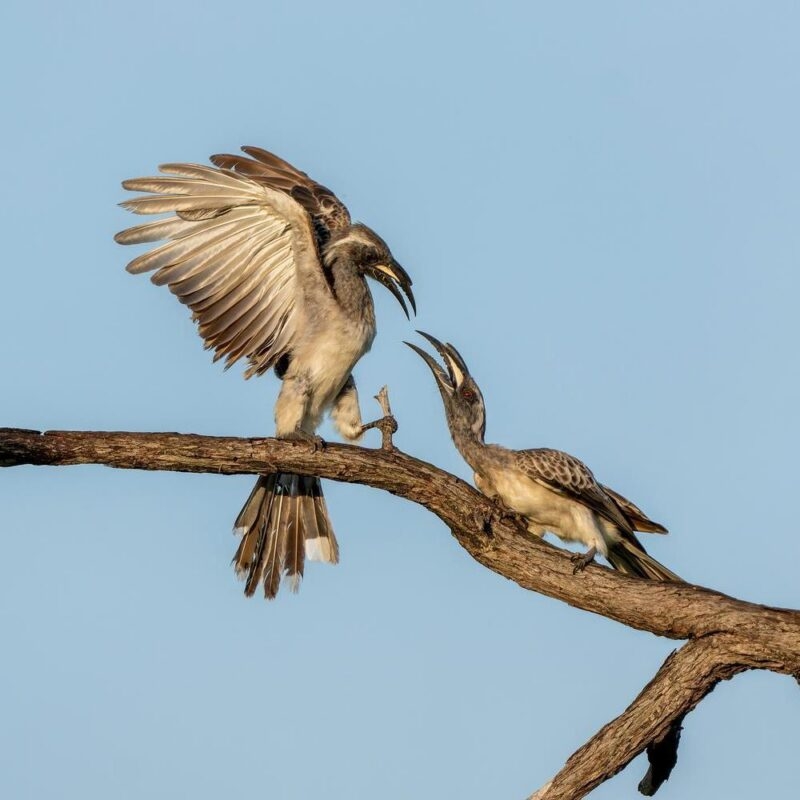 Two African grey hornbills on a tree branch