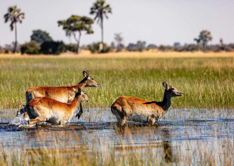 Red lechwe antelopes wading through wetlands in the Caprivi Strip