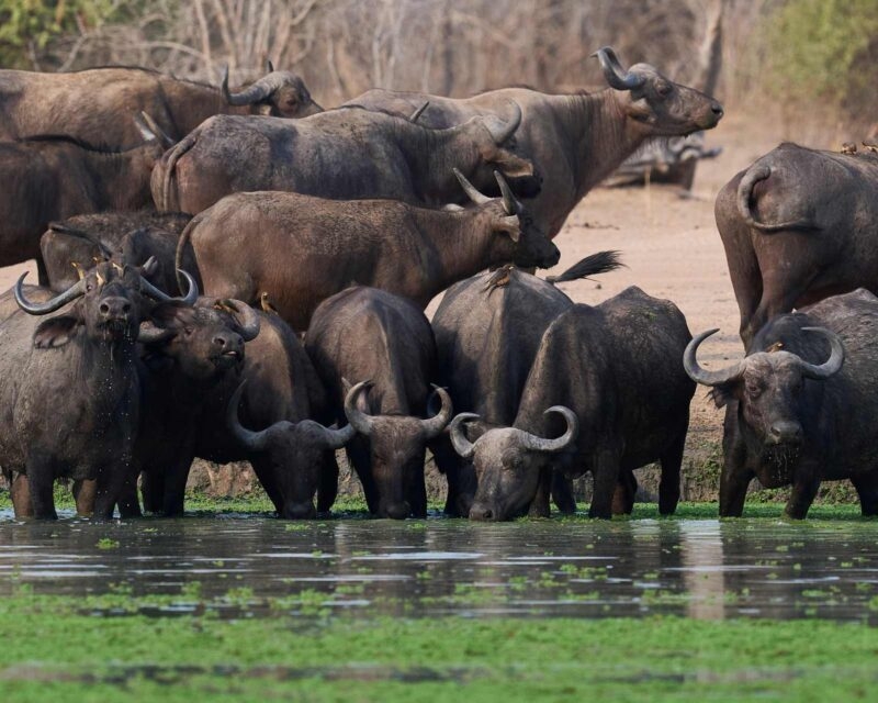 A herd of buffalo drinking from a pool in the Zambezi Region