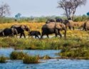 Elephants walking through wetlands in the Caprivi Strip