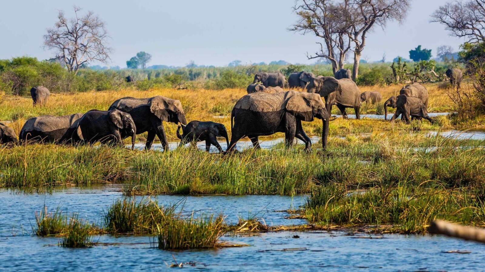 Elephants walking through wetlands in the Caprivi Strip