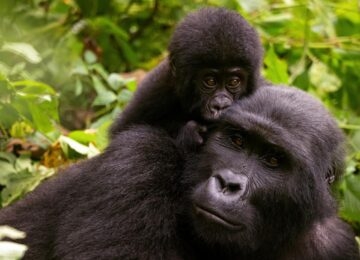 Rwanda thumbnail