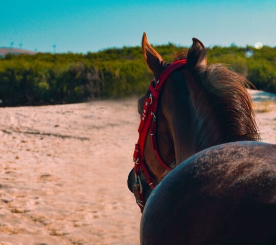 A brown horse with a red bridle looking out over sandy dunes under a blue sky during cape trafalgar riding.