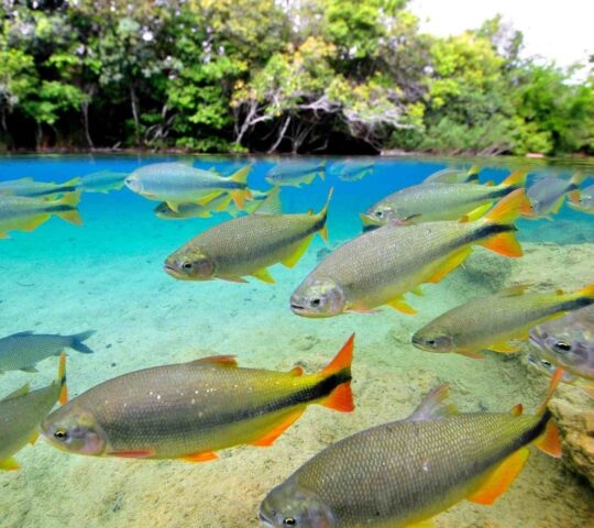 Fish swimming in the clears waters of Rio da Prata in Bonito, Brazil