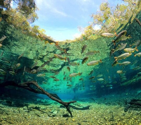 Underwater view of fish swimming in clear blue waters in Bonito, Brazil