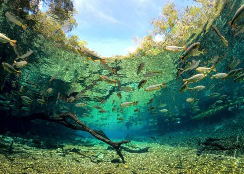 Underwater view of fish swimming in clear blue waters in Bonito, Brazil