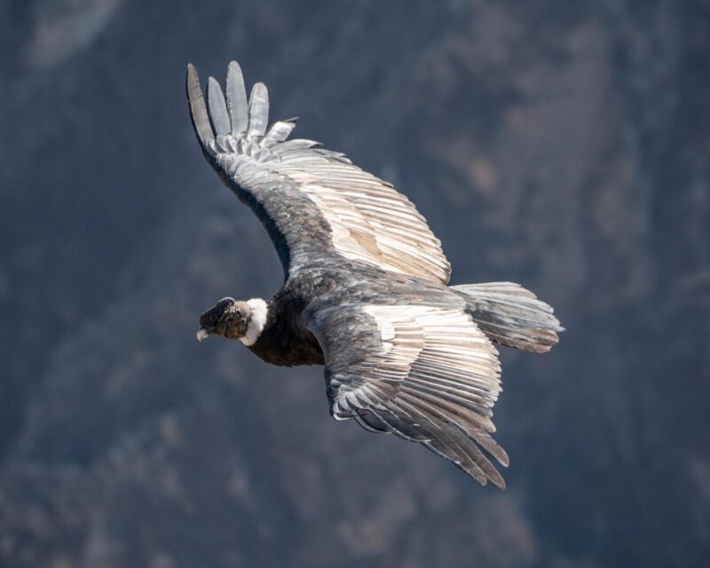 An Andean Condor in flight