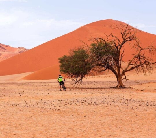 A cyclist next to a tree amid the orange sand dunes of Sossusvlei