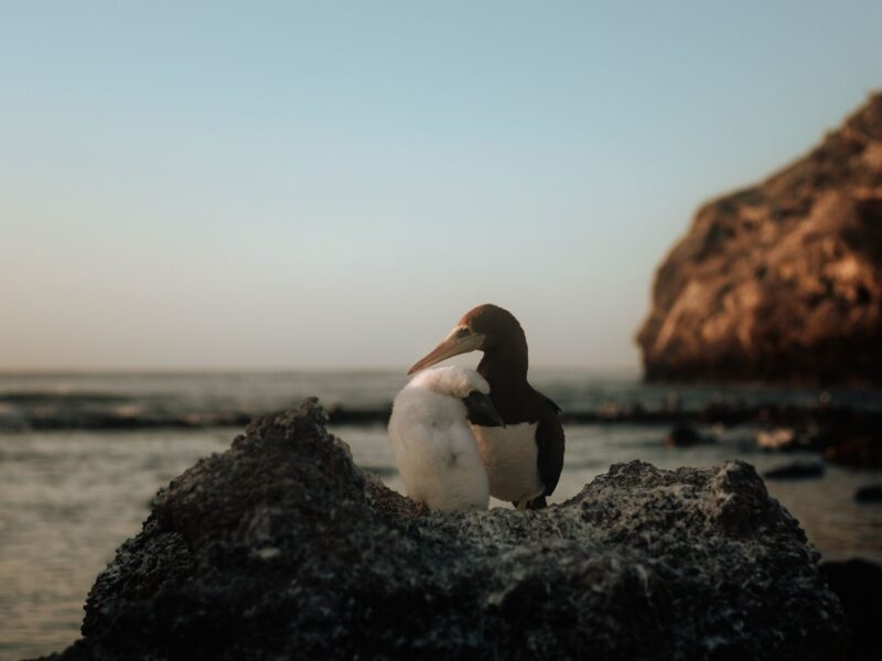 An adult brown and white booby bird and a fluffy white chick resting on a rock by the sea at sunset in Brazil.