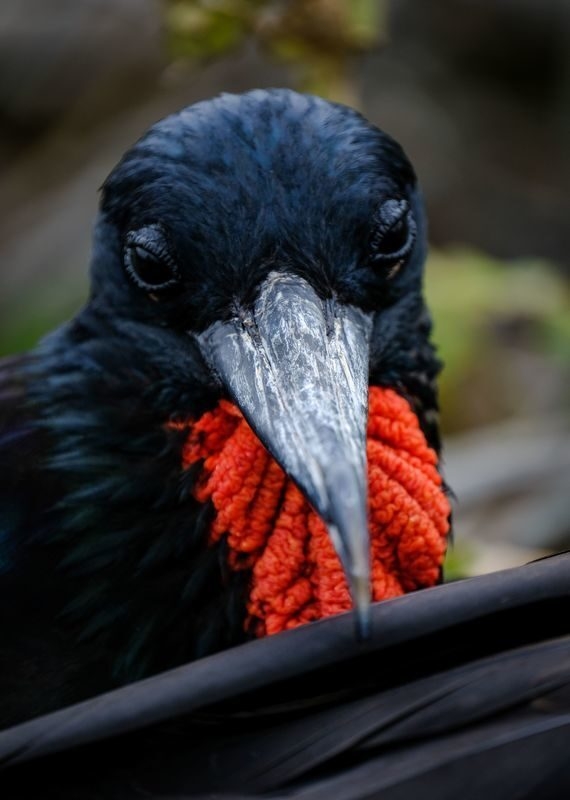 Close-up of a Magnificent Frigatebird in Brazil showing its black feathers, long grey hooked beak, and red throat pouch.