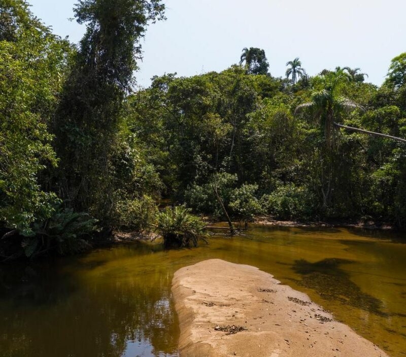 A calm, shallow stream with a sandy bank flowing through a dense, lush green tropical forest in Nucleo Picinguaba, Brazil.