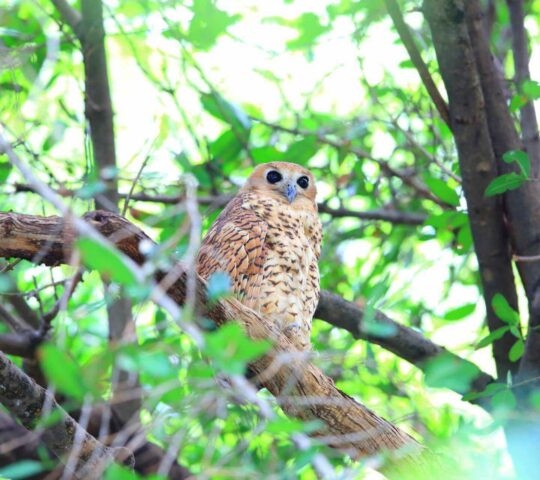 A Pel's Fishing Owl sitting in a tree