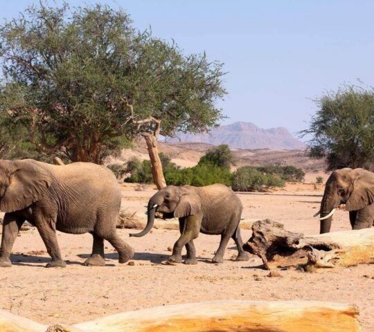 Three desert-adapted elephants walk across dry sand in Namibia, framed by trees and a distant mountain peak.