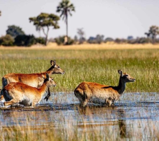 Three red lechwe antelopes wading through shallow marsh water in a grassy wetland.