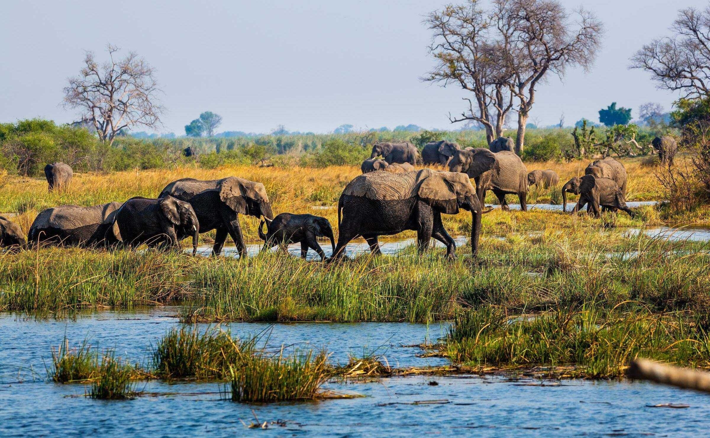 A herd of elephants walking through a marshy wetland filled with tall green grass.