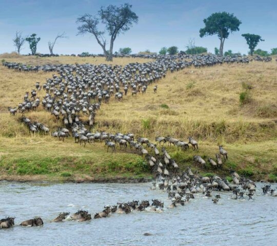 A massive herd of wildebeests crossing a river and moving up a grassy hill.