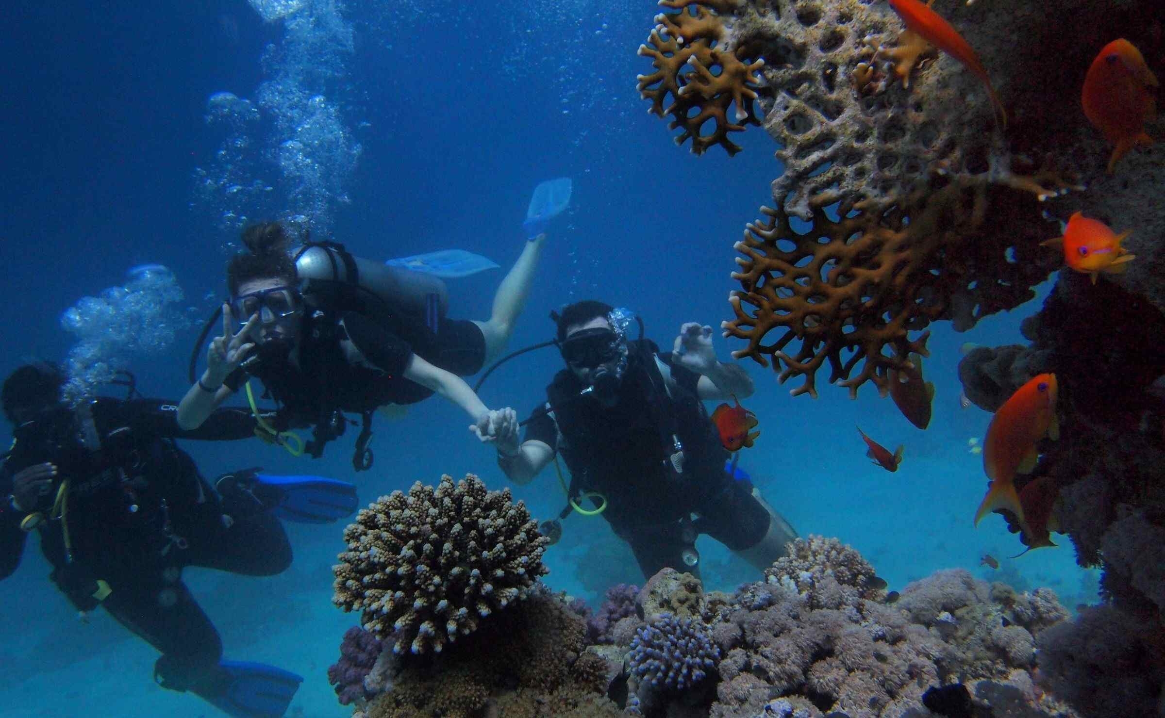 People scuba diving next to a coral reef in the Red Sea