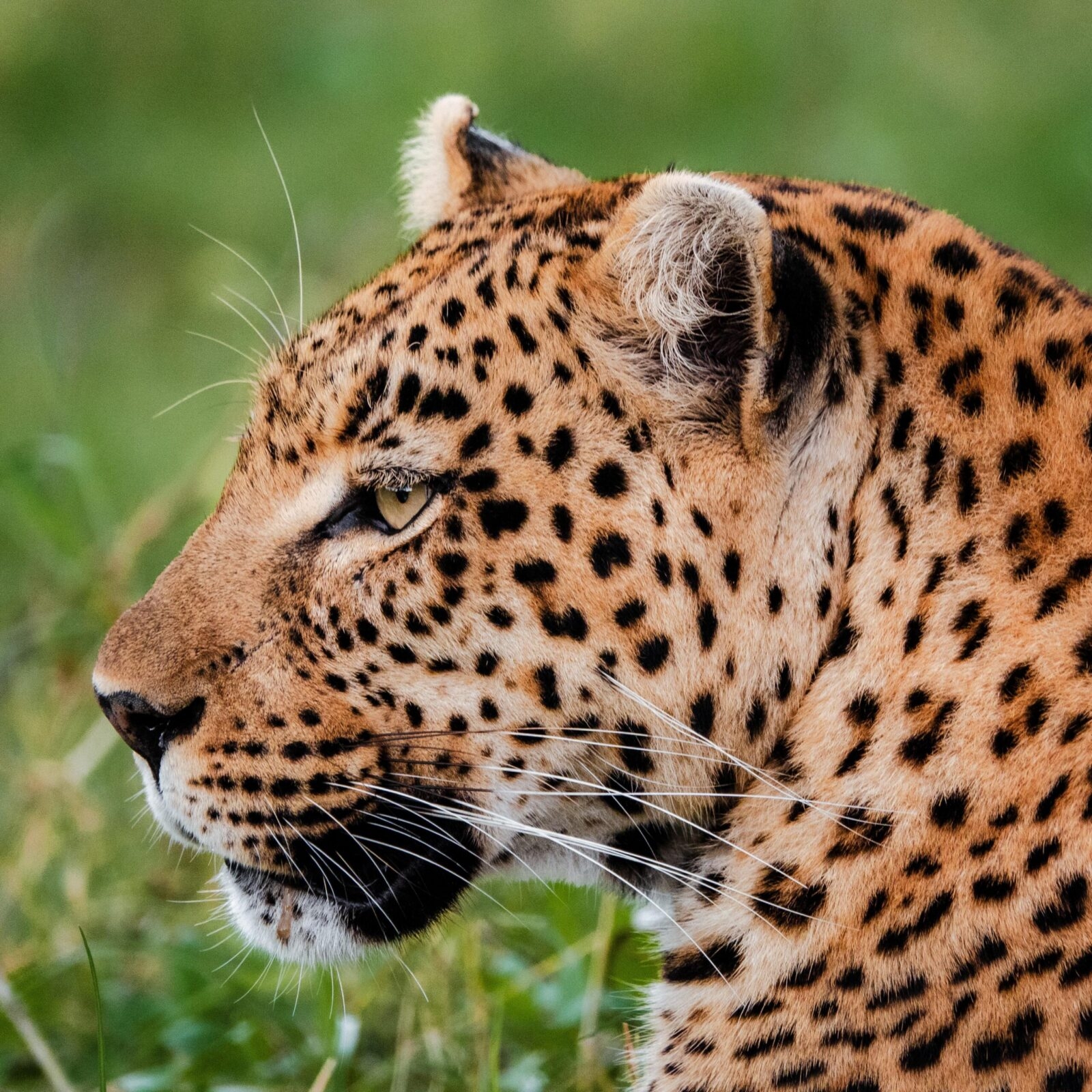Vumbura Plains, Okavango Delta preview image