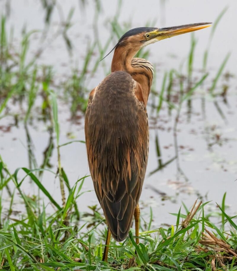 A large brown and grey heron standing in green grass at the edge of calm grey water, looking to the right.