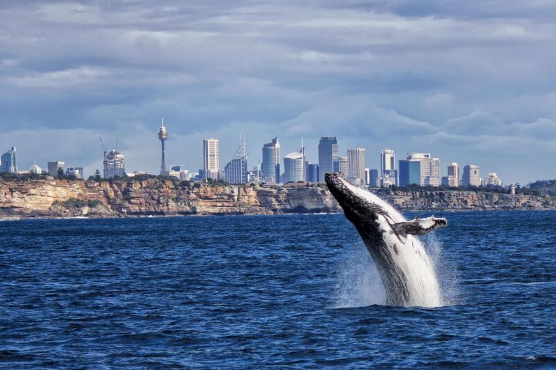 A humpback whale breaching out of the ocean with splashes of water against a distant city skyline and cliffs.