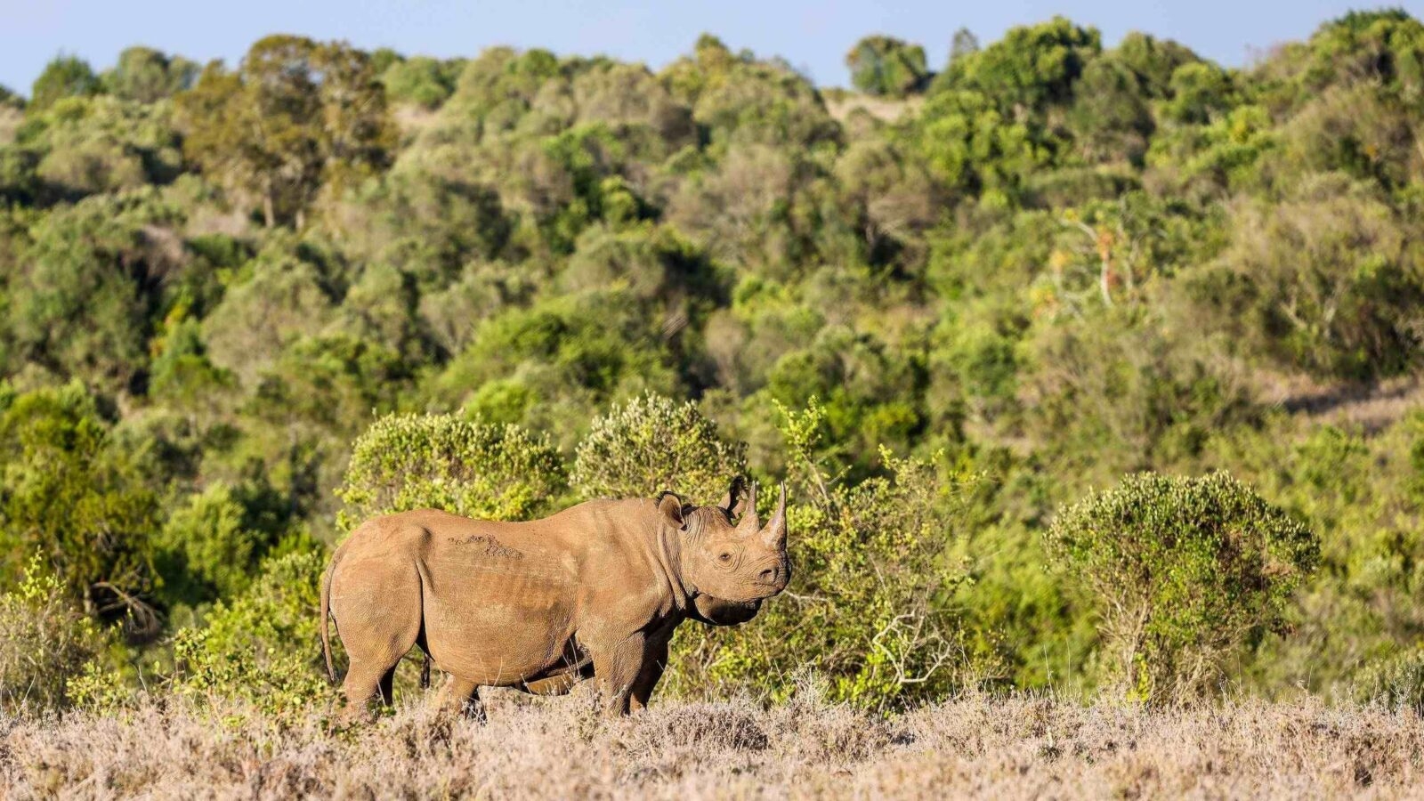 A rhinoceros standing on dry ground facing right with dense green bushes behind it in warm light.