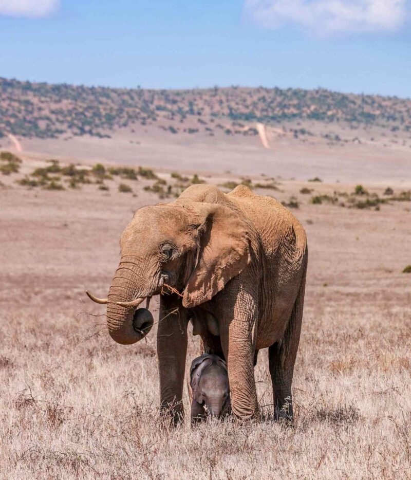 An adult elephant and a small calf standing together in dry grass in an open landscape with hills behind them.