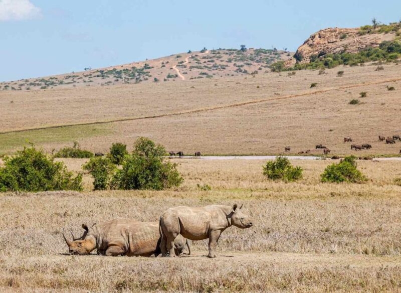 : Two rhinos, one lying down and one standing, in a dry grassy field with distant hills under a clear blue sky.