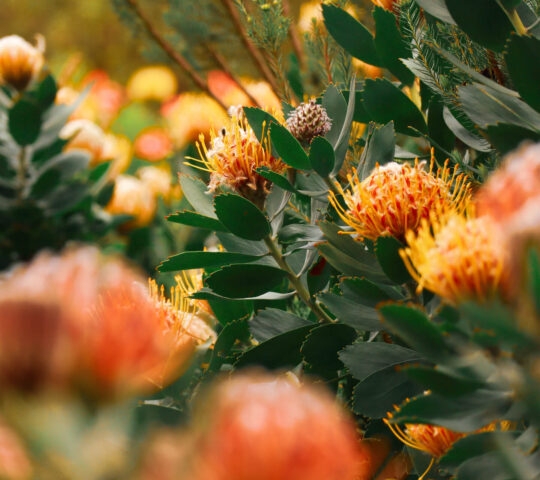 Close-up of orange pincushion protea flowers and green leaves.