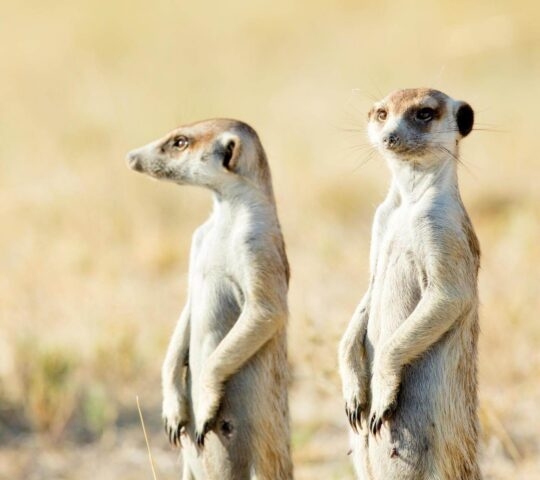 Close up of two meerkats stood in open savannah