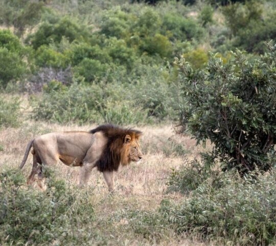 A male lion with a black mane walking through tall grass and green bushes.