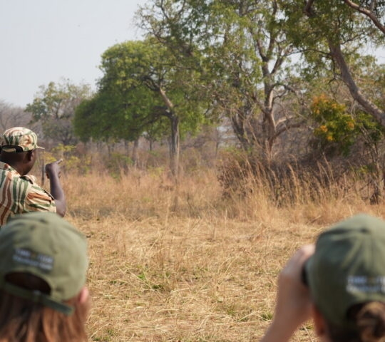 A safari guide points into the distance for two guests during a walking safari in a dry bush landscape.