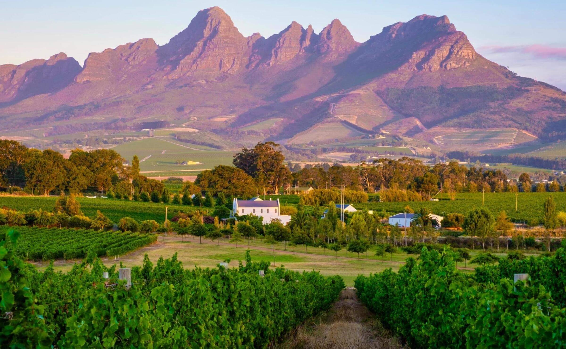 View of vineyards with mountains and a white church in the background