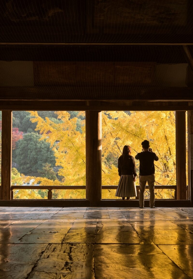 Autumn yellow gingko tree and tourists at Hokoku Shrine in Miyajima, Hiroshima, Japan