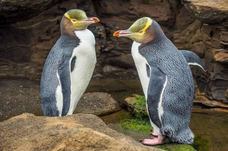 Two yellow-eyed penguins with yellow head markings standing together on rocks.