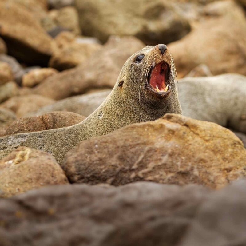A fur seal poking its head up between brown coastal rocks with its mouth open wide.