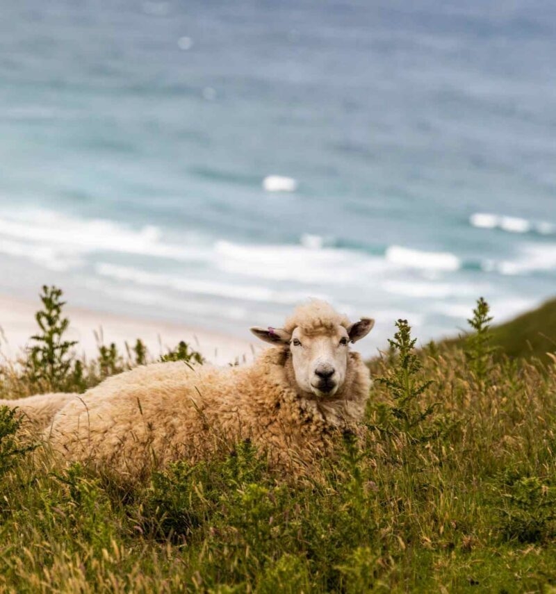 A fluffy sheep laying in grassy field with the ocean shore softly blurred in the background.