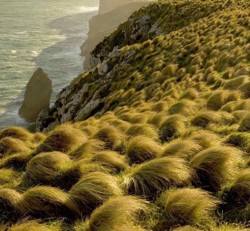 Golden-green tussock grass tufts covering a hillside above a crashing ocean coastline.