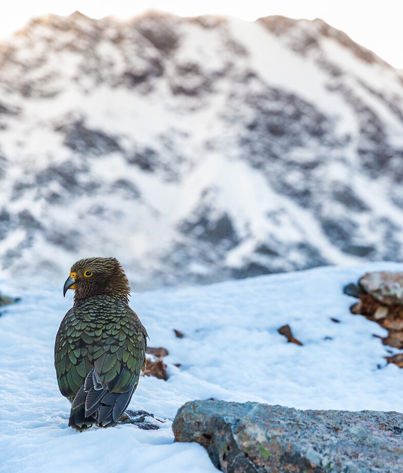 Look out for kea, the world's only alpine parrots, known for their curiosity and often found in mountainous areas such as the Southern Alps. Cycle along the shores of Lake Wakatipu, taking in views of the Remarkables mountain range.